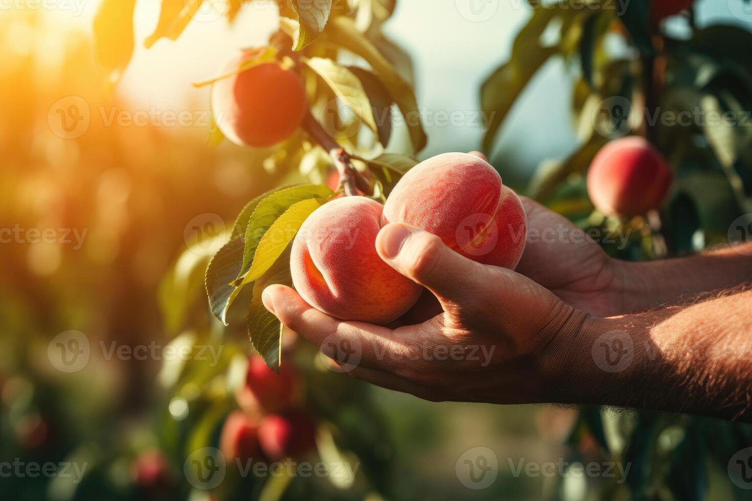 AI generated Hand picking fresh delicious juicy peach from orchard photo