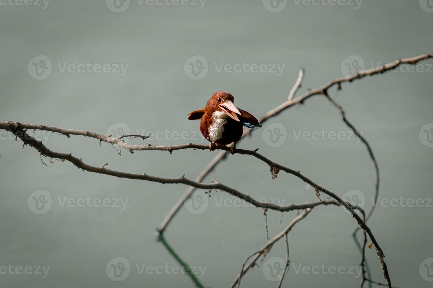 Beautiful Common Kingfisher Smiling and Perched on a Tree Branch photo