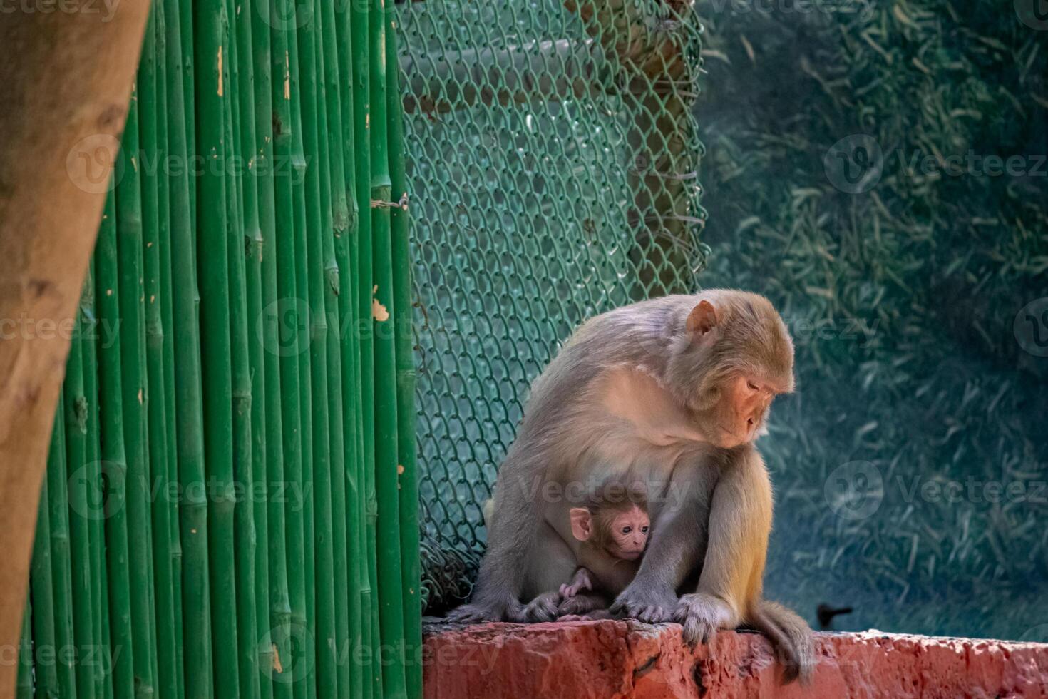 Monkey mother with her baby photo