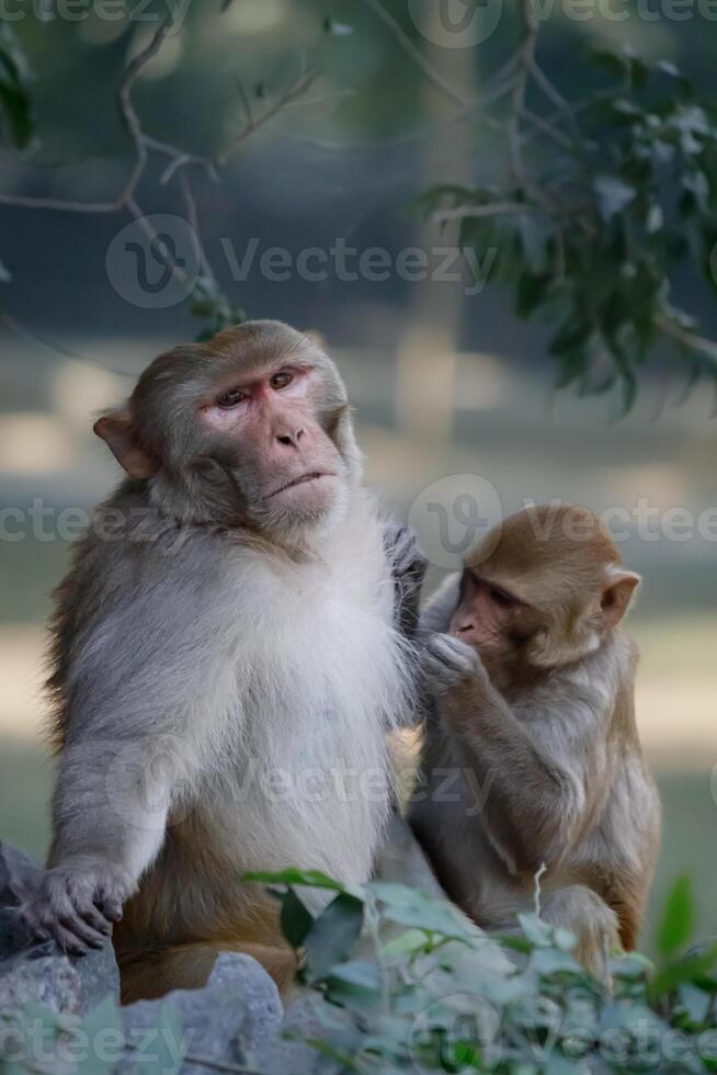 Pair of monkeys engaging in classic grooming behavior in a zoo photo