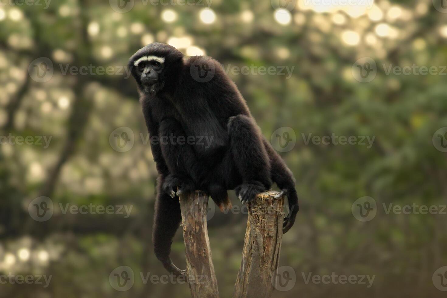 Western hoolock gibbon sitting on the wooden block and staring visitors inside a zoo photo