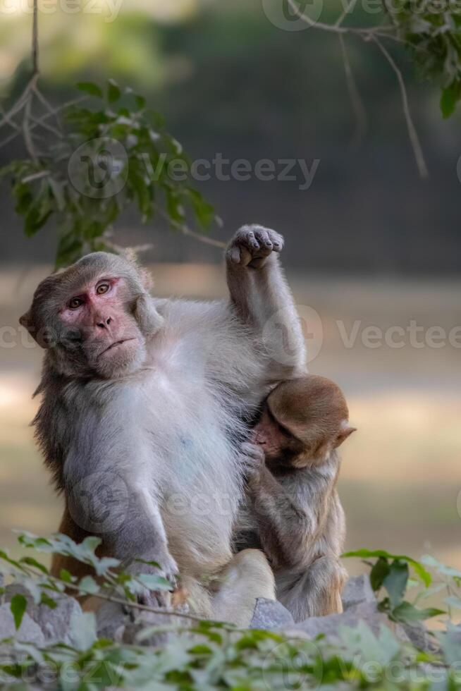 Pair of monkeys engaging in classic grooming behavior in a zoo photo