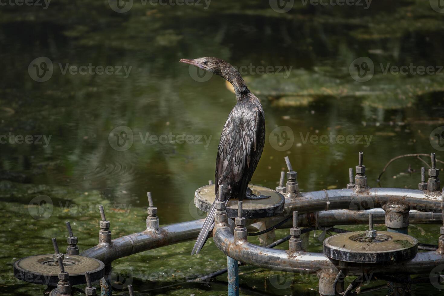 A Cormorant bird is resting on an iron rod in a pond photo