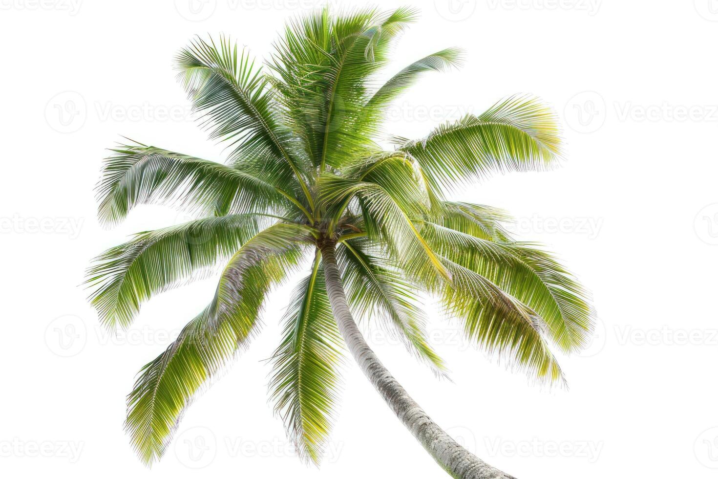 AI generated Coconut palm tree isolated on white background. photo