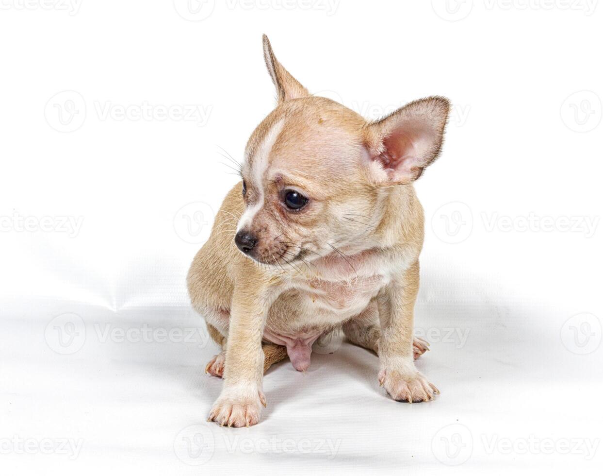 Chihuahua puppy in front of white background photo