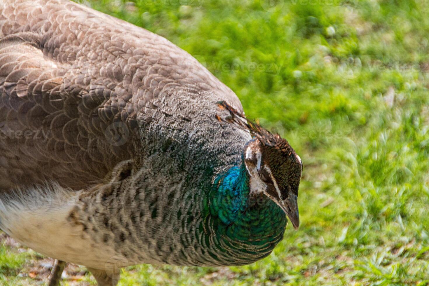 beautiful peacock bird photo