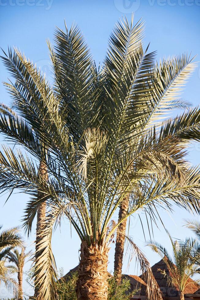 green Palm trees photo