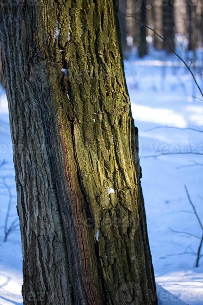 Beautiful winter forest landscape photo