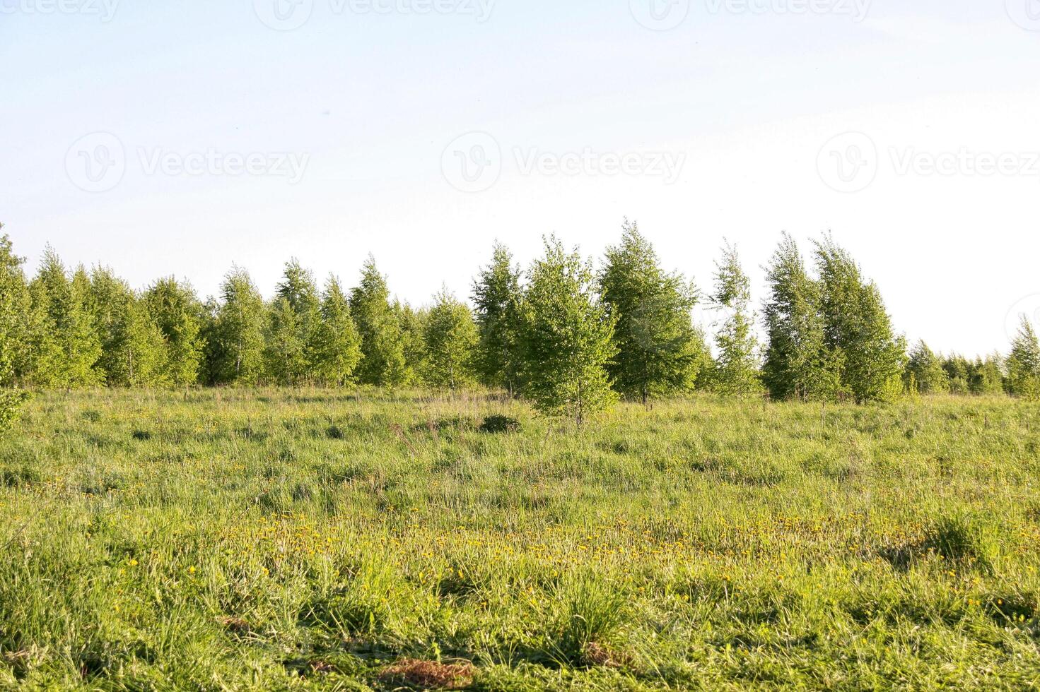 Sunny glade in a forest photo