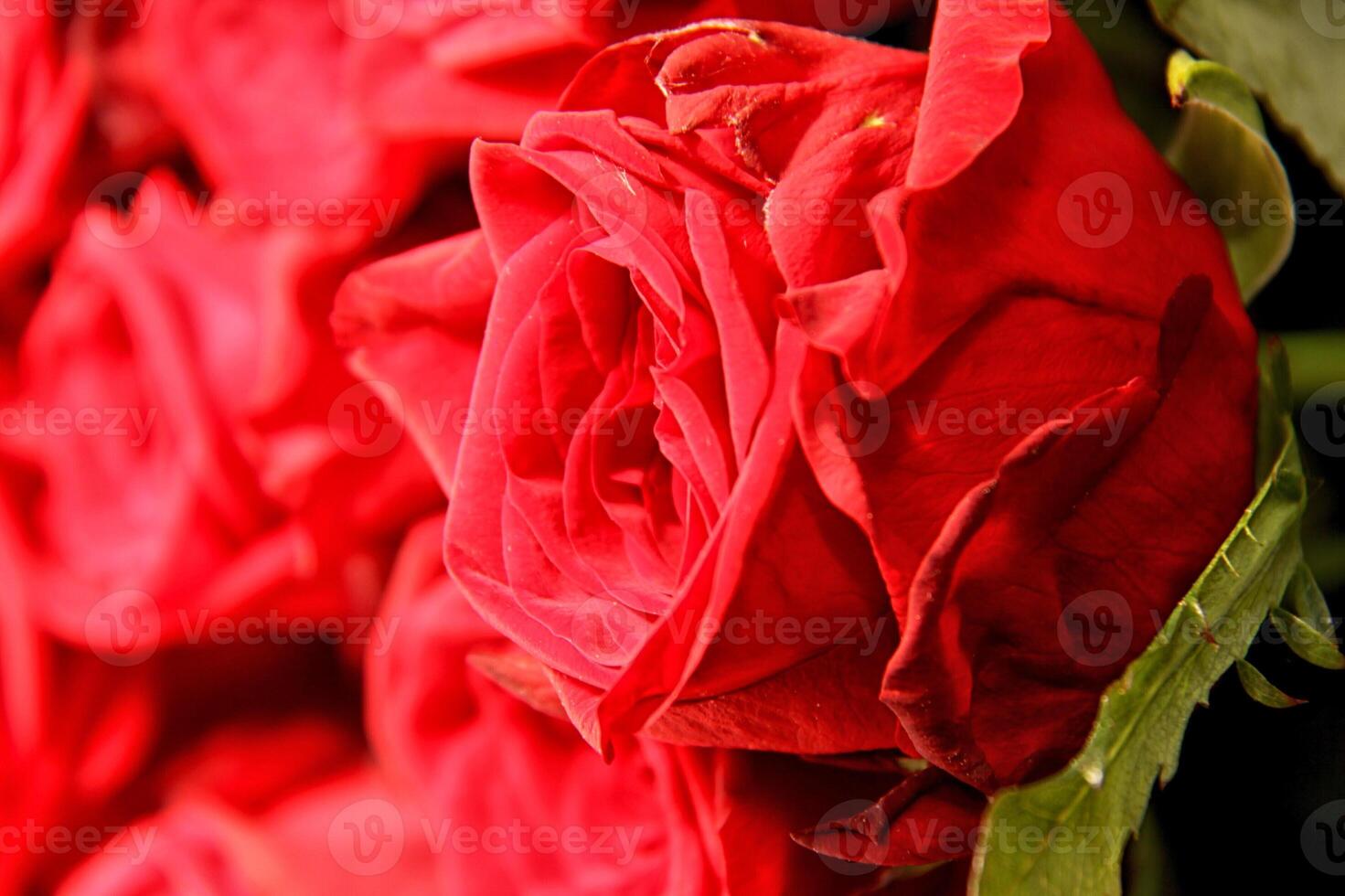 red bright roses photo