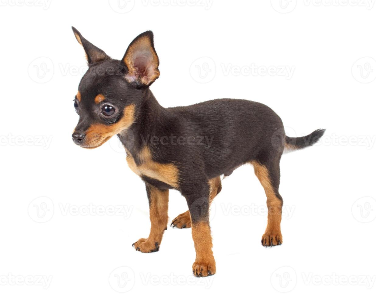 Russian toy terrier on a white background photo