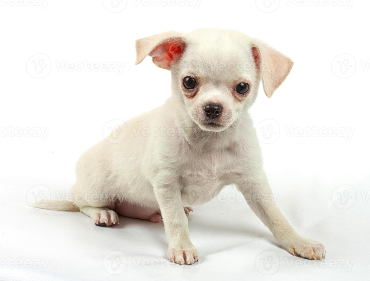 cute small chihuahua puppy sitting on white looking at camera isolated photo