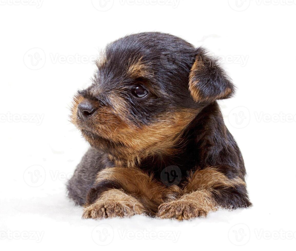 Puppy yorkshire terrier on the white background photo