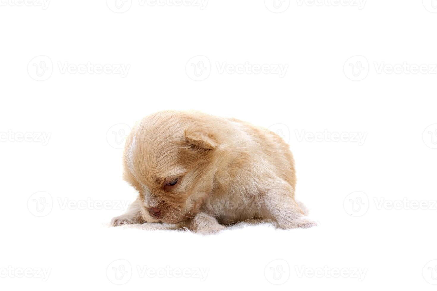 Chihuahua puppy  on white photo