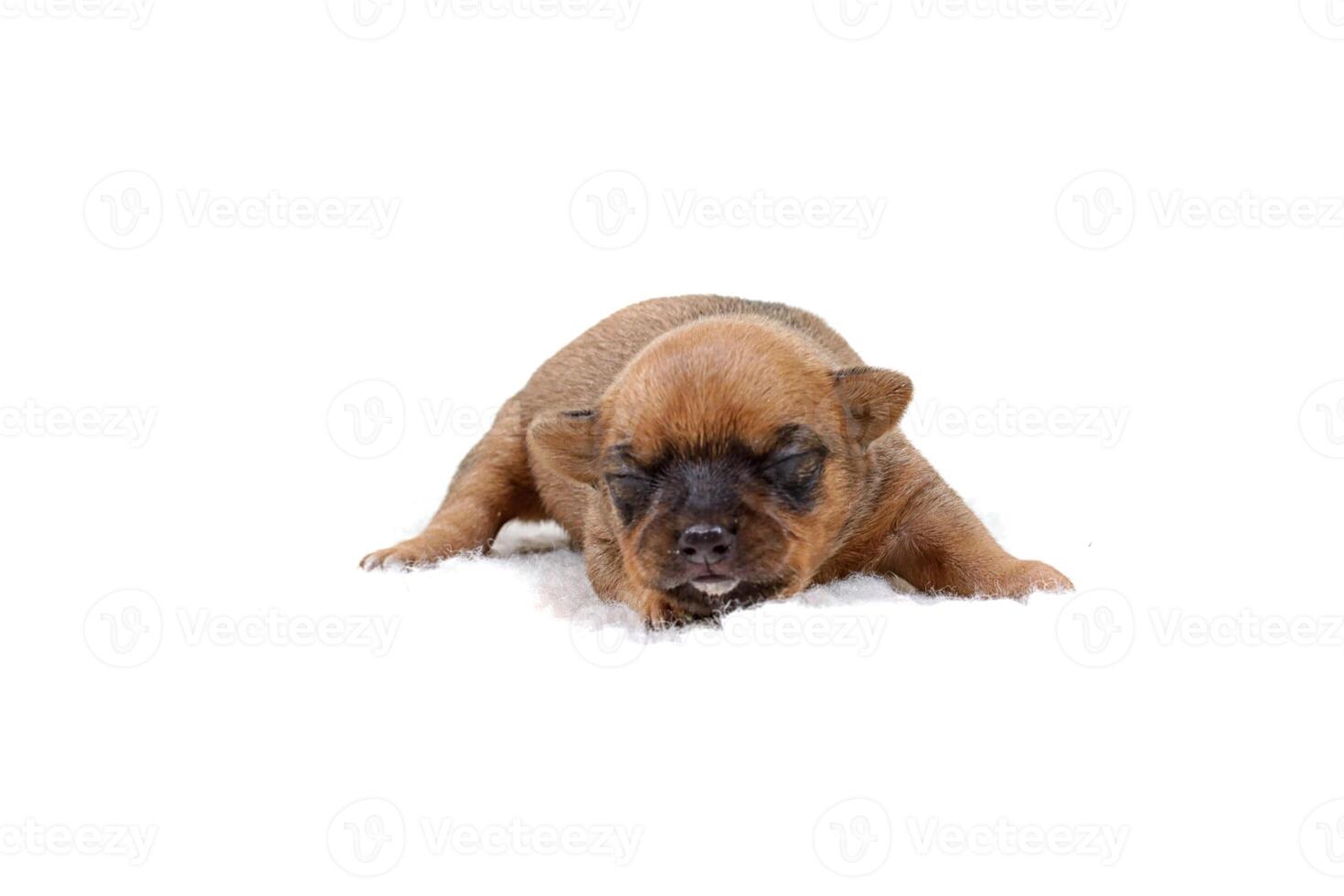 Chihuahua puppy  on white photo