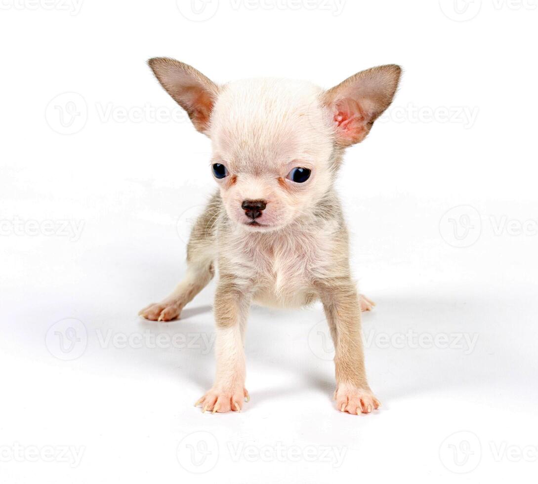 Funny puppy Chihuahua poses photo