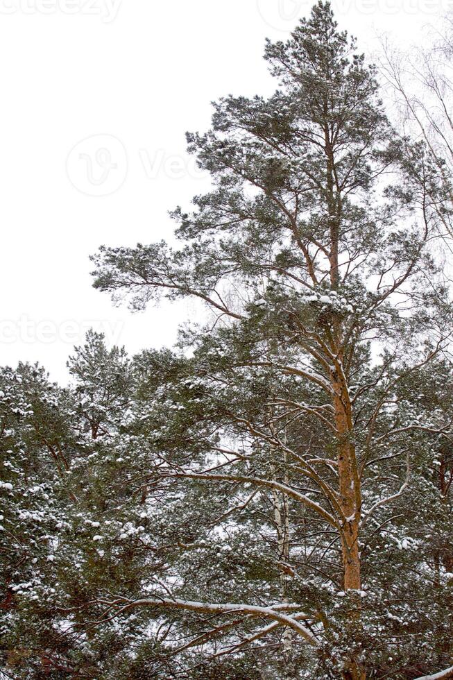 Beautiful winter snowy landscape photo