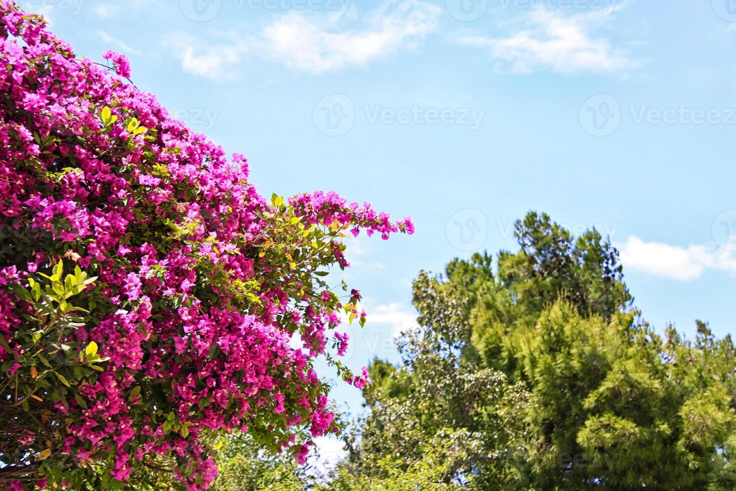 Nice garden with flowers and green lawn photo