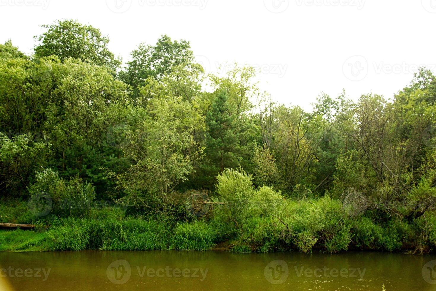 verde bosque y río foto