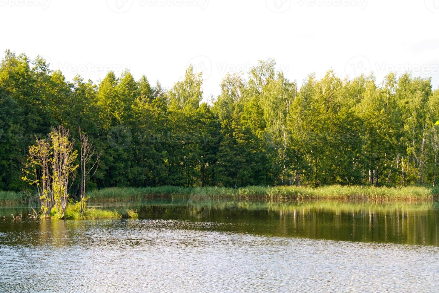 view of the beautiful river and forest photo