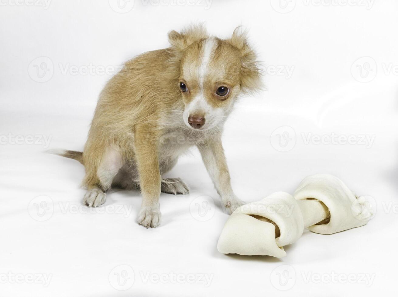 Chihuahua puppy on white background photo