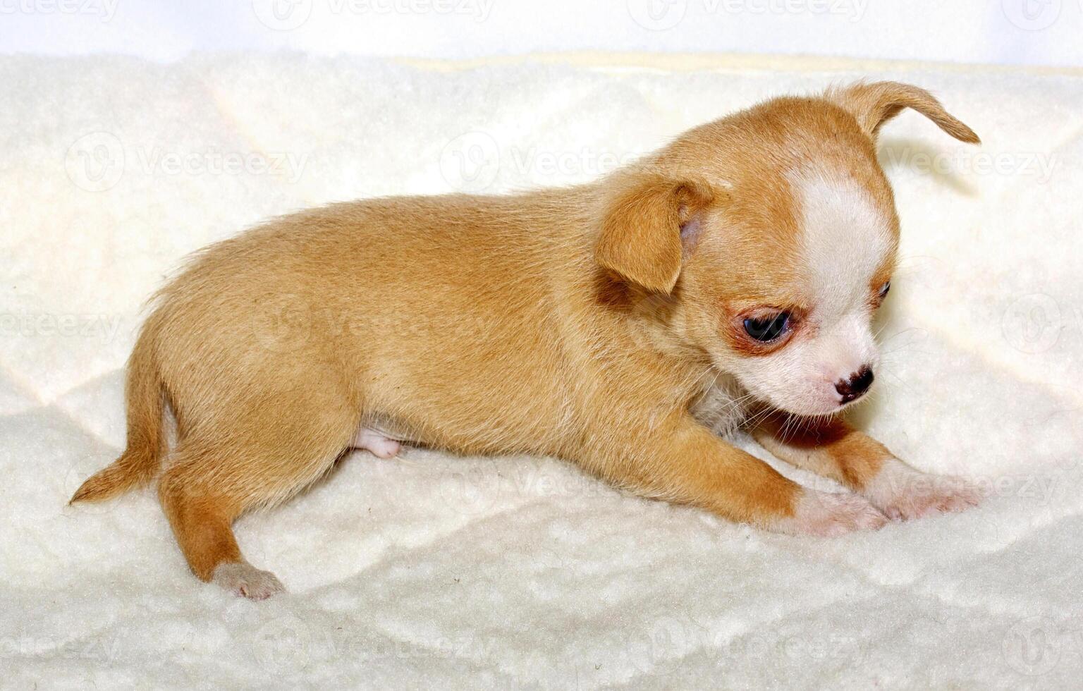 Chihuahua puppy dog photo