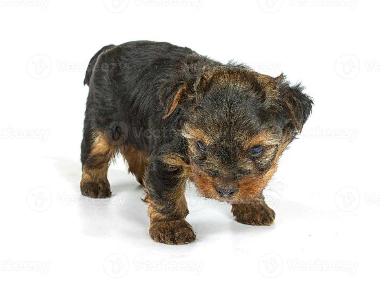 Cute pretty Yorkshire terrier puppy dog sitting. isolated photo