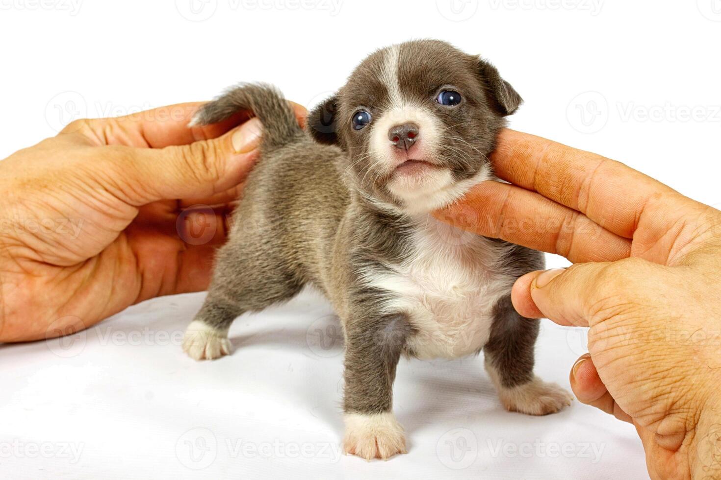 cachorro chihuahua pequeño foto