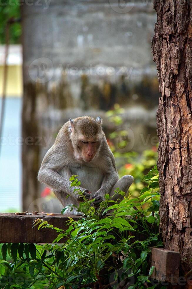 mono en la selva de Tailandia foto