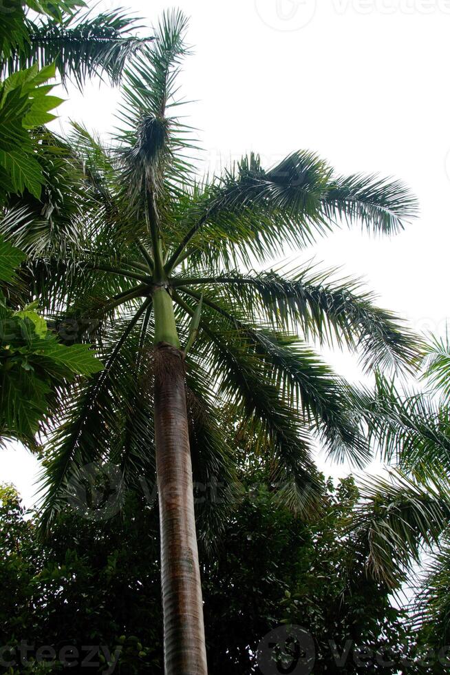 Palm tree on south of Thailand photo