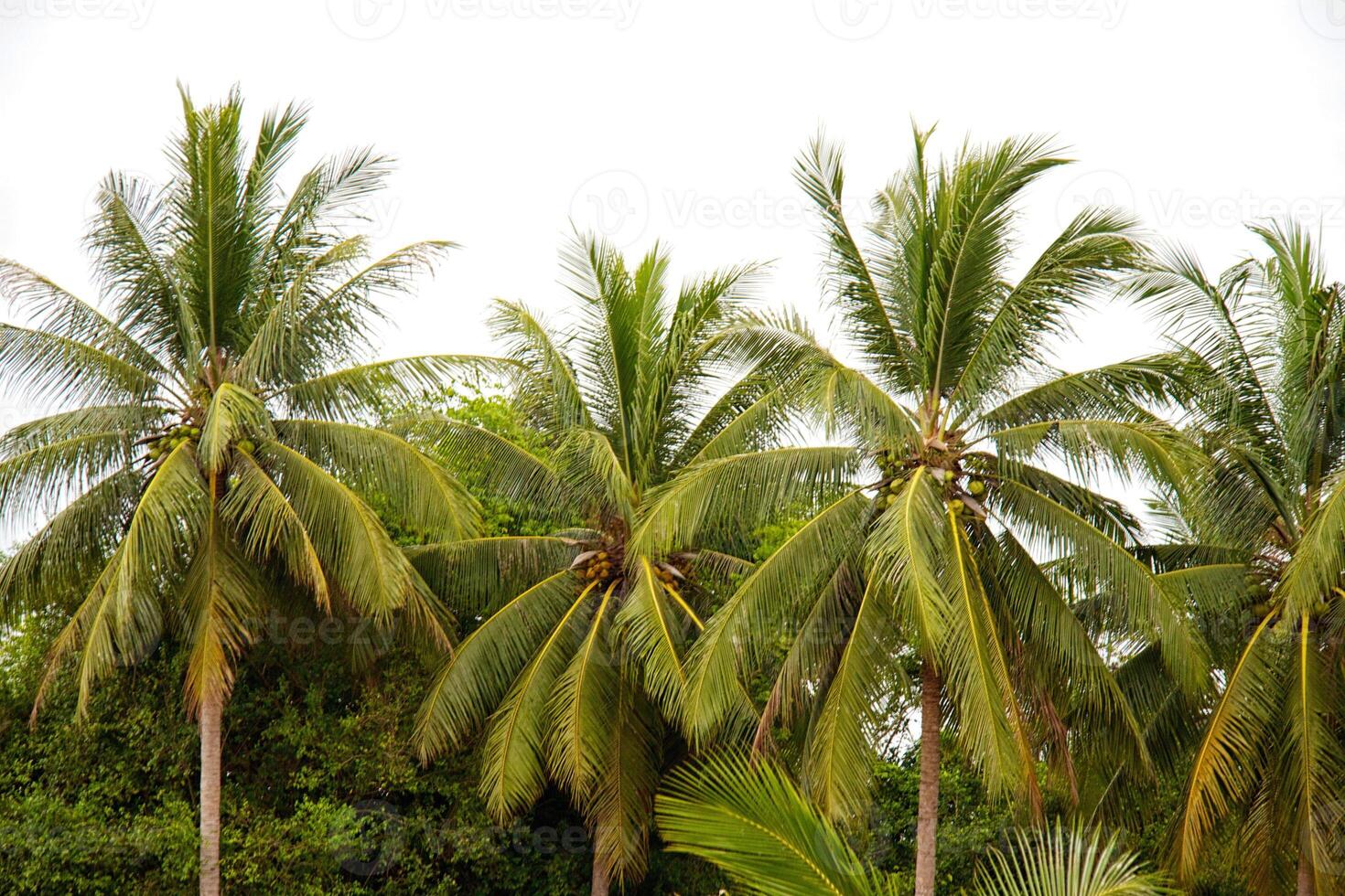 Palm tree on south of Thailand photo