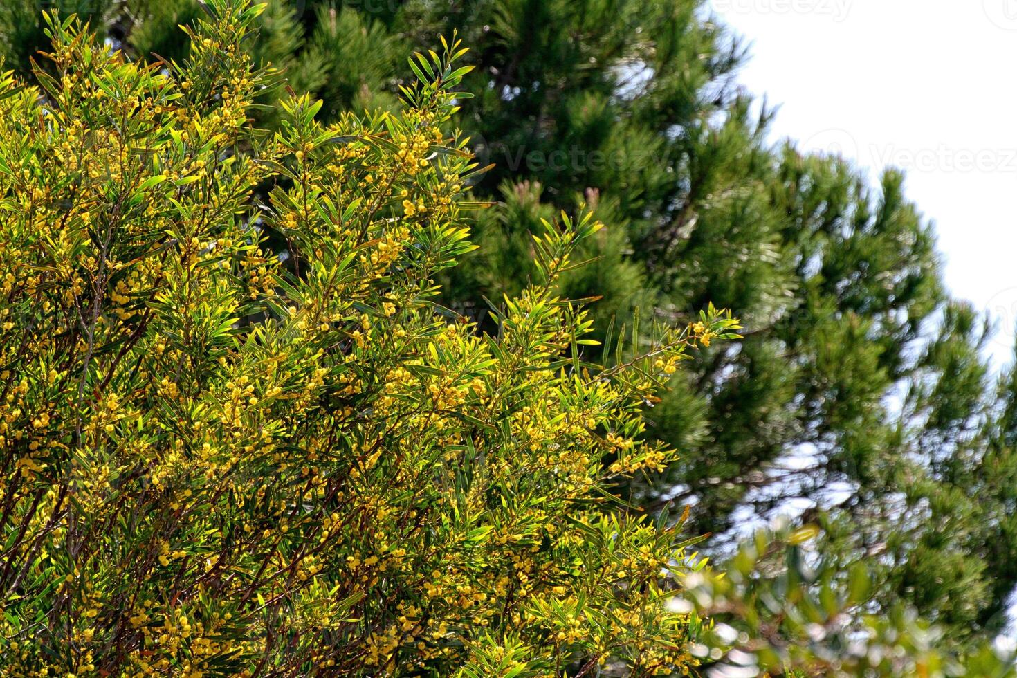 árbol de mimosa con flores amarillas foto