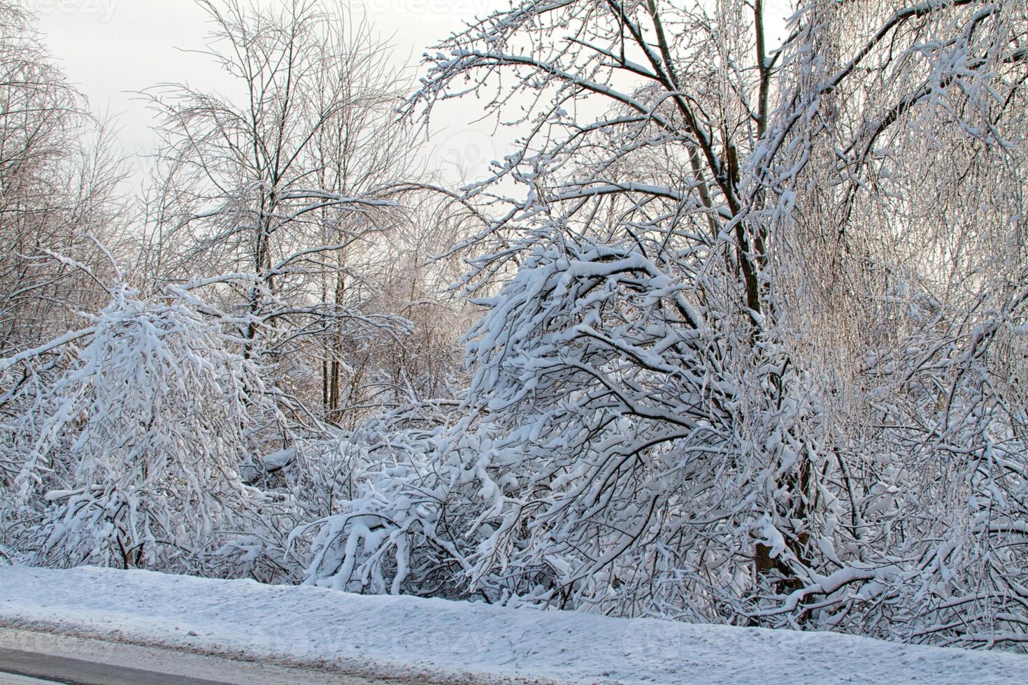 Winter road near forest photo