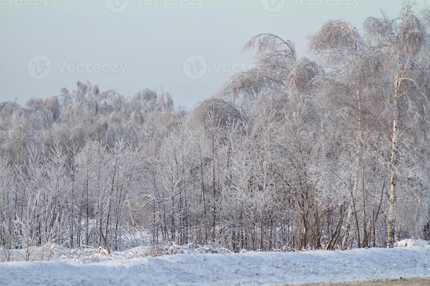 beautiful winter forest photo