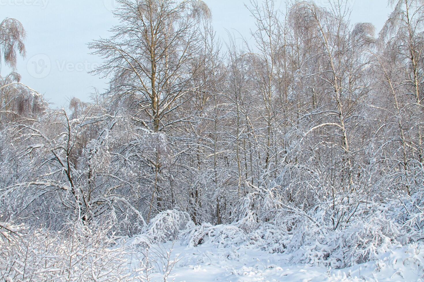 beautiful winter forest photo