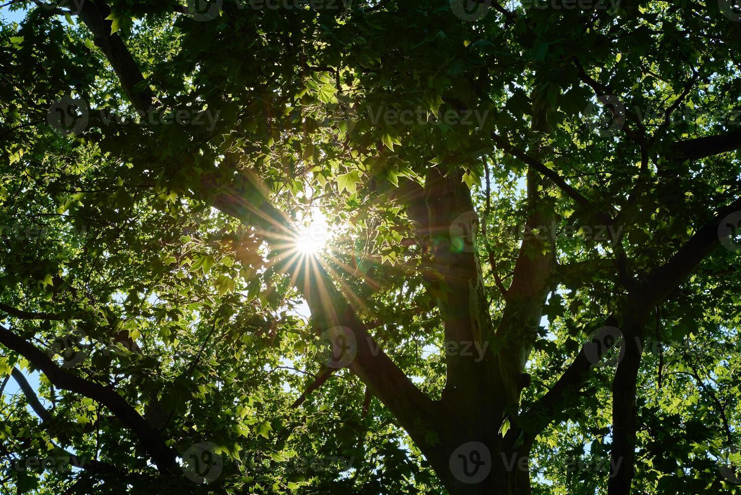 Sun rays shines through oak tree leaves photo