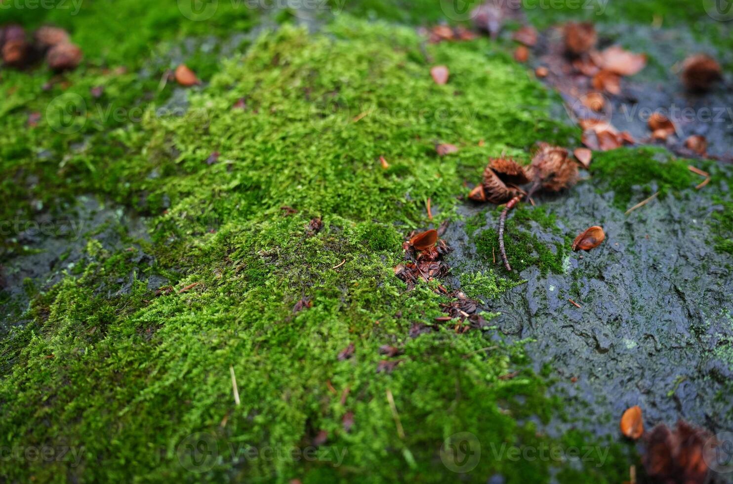 Macro shot of natural moss photo