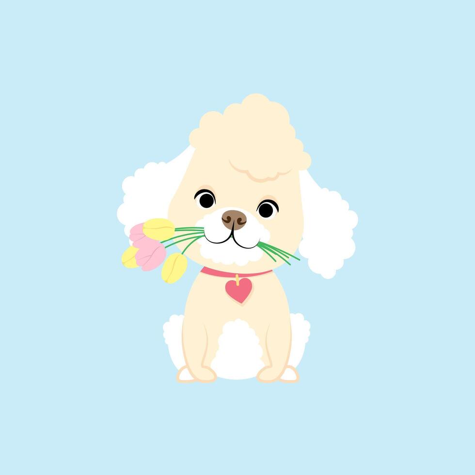 White curly poodle with tulips in his mouth vector