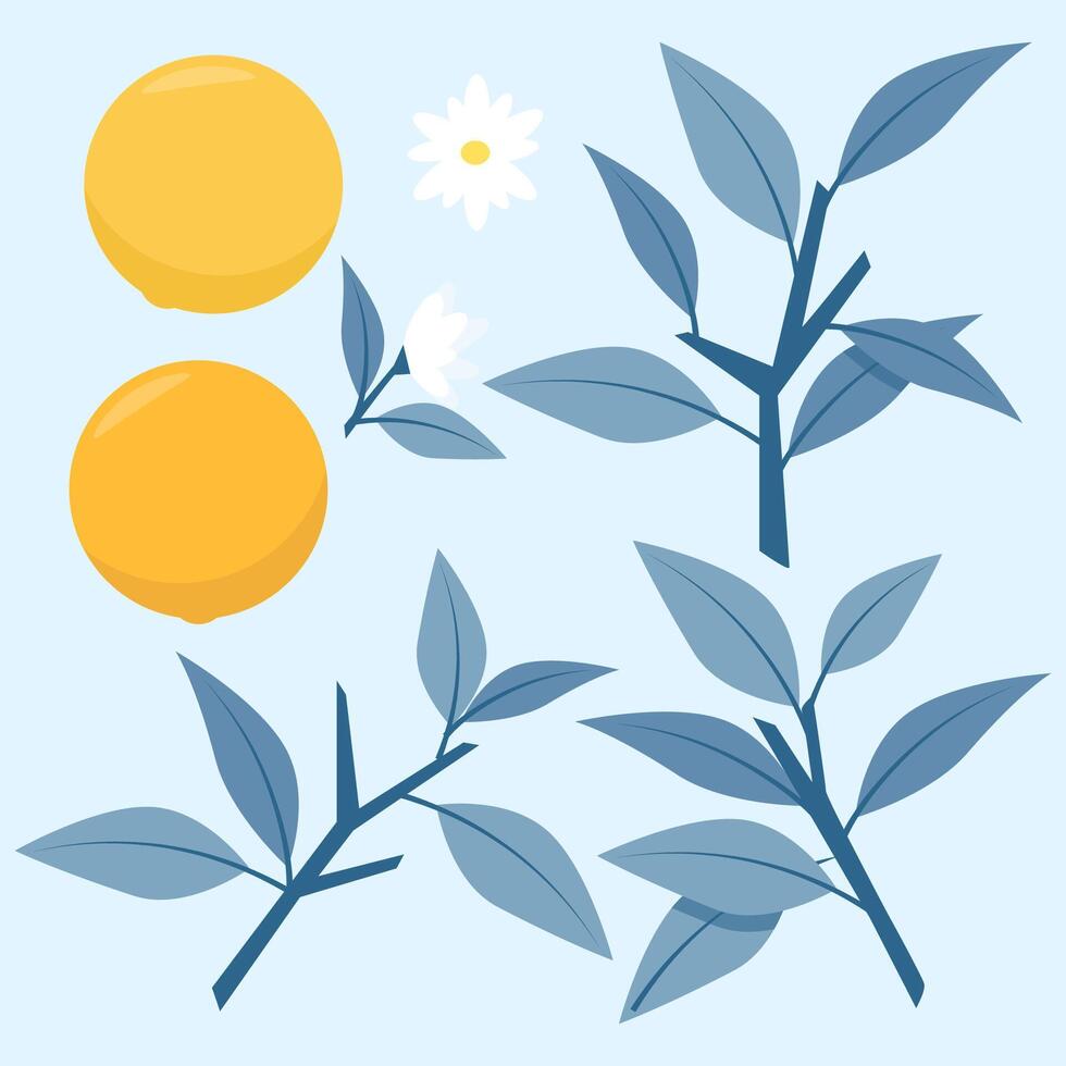 Set of flat juicy orange with branches and blue leaves vector