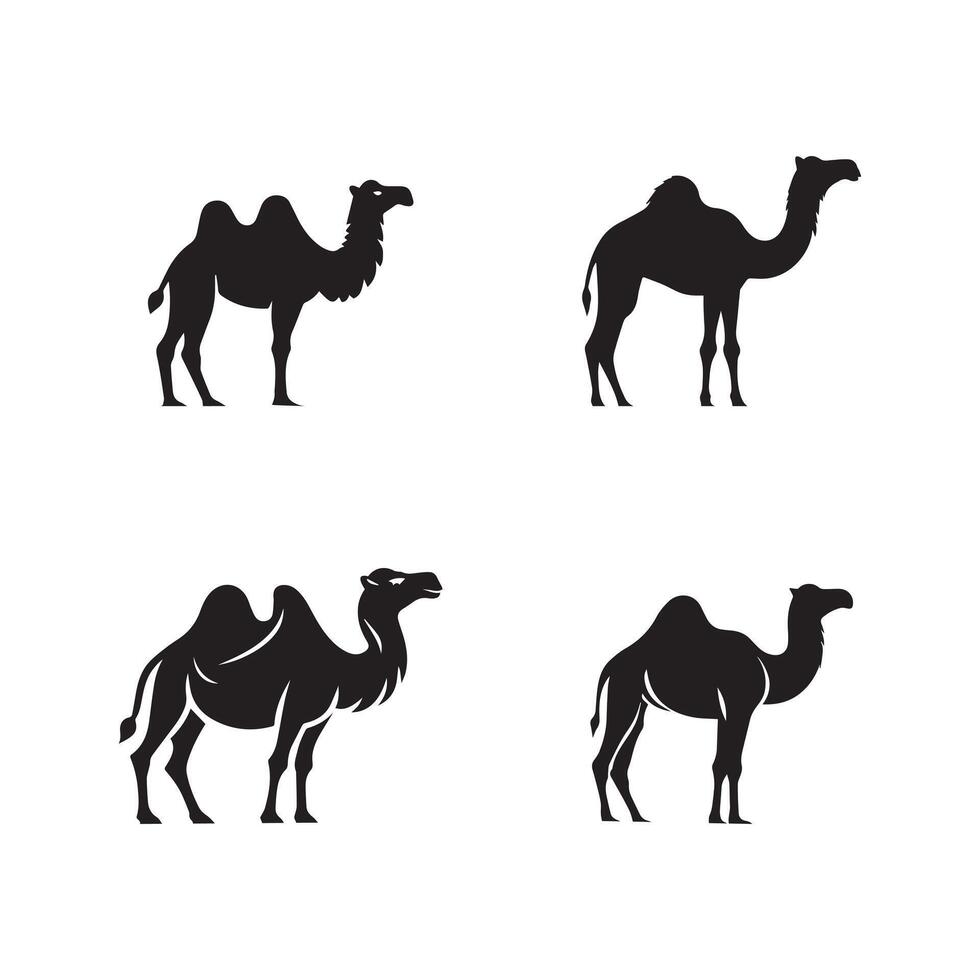 cuatro silueta ilustraciones de camellos en varios poses en blanco antecedentes vector