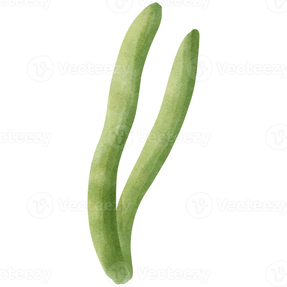 leaves, various types of leaves png
