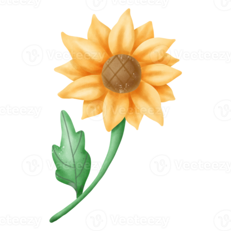 Various types of cute flowers png