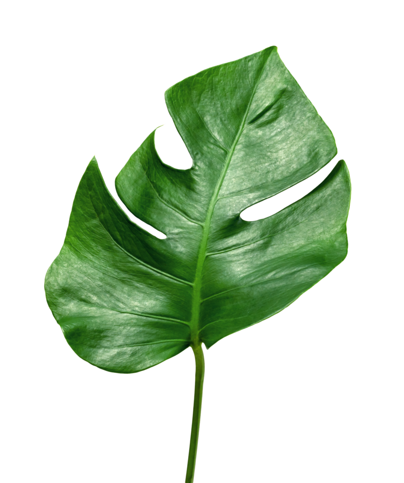 Green leaves pattern ,leaf monstera isolated png