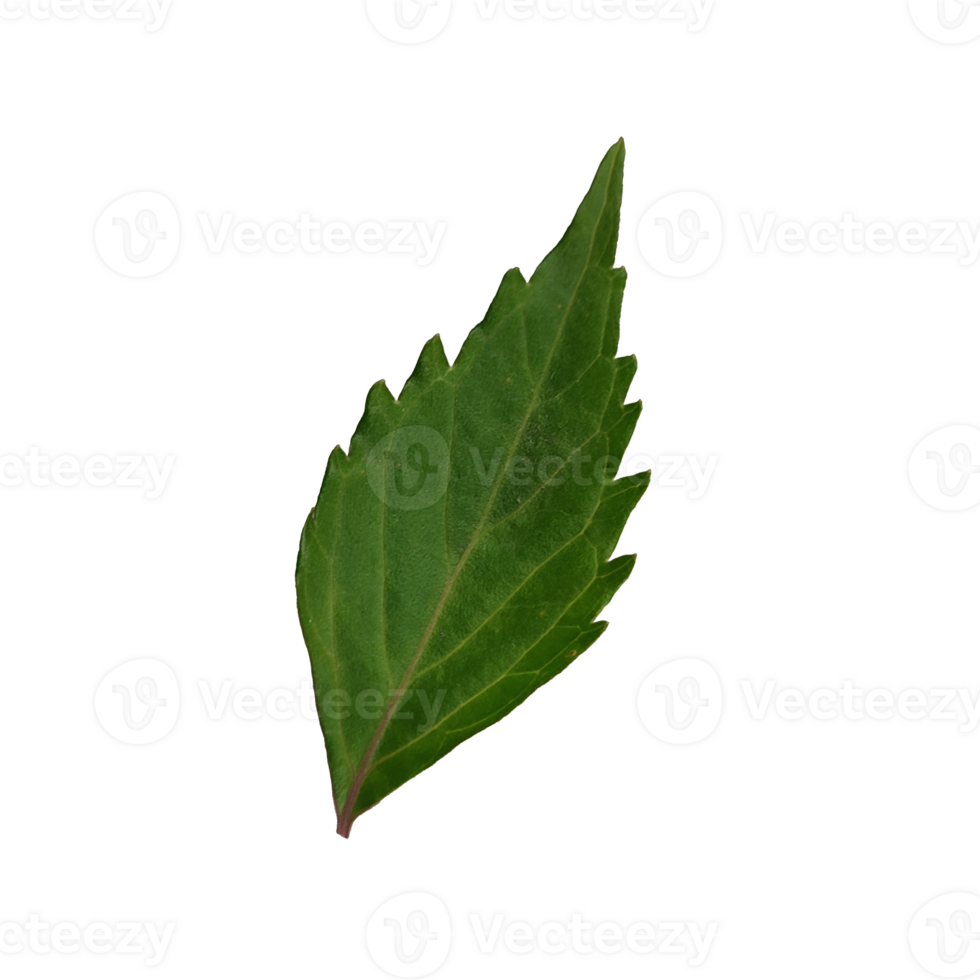 Green Leaf elements without background png