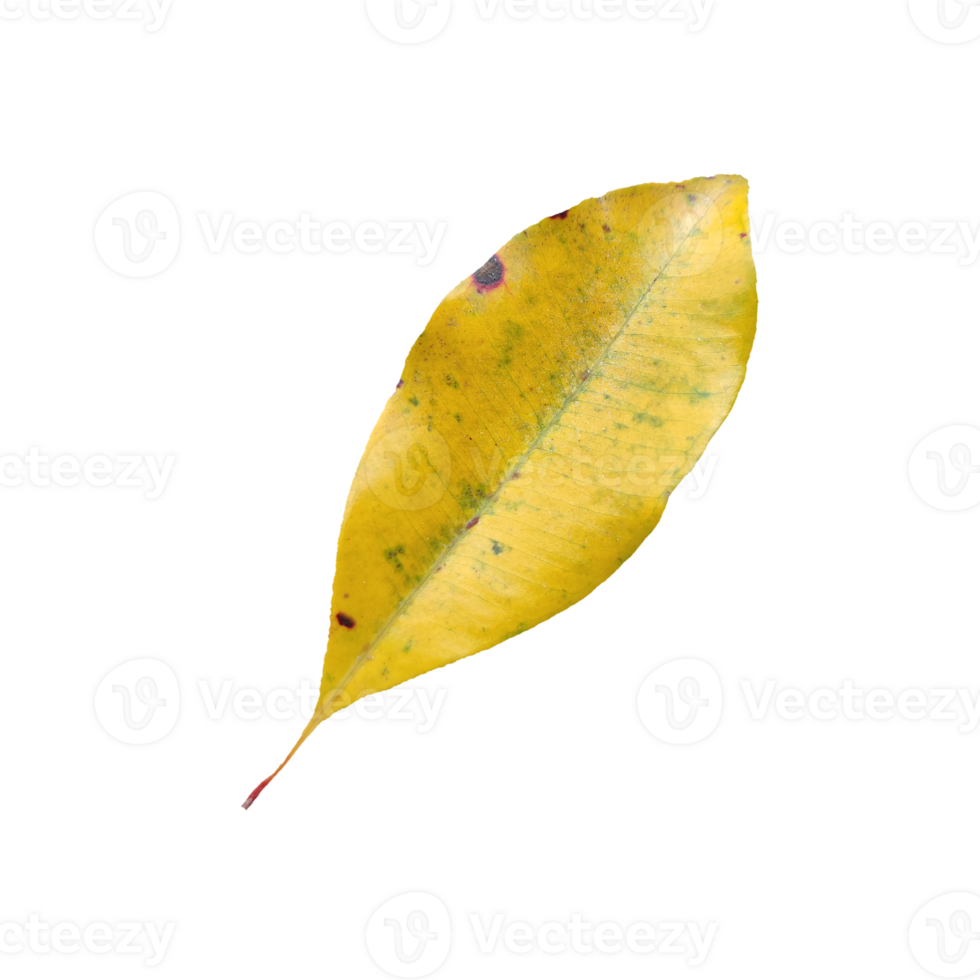 Old Leaf elements transparent background png