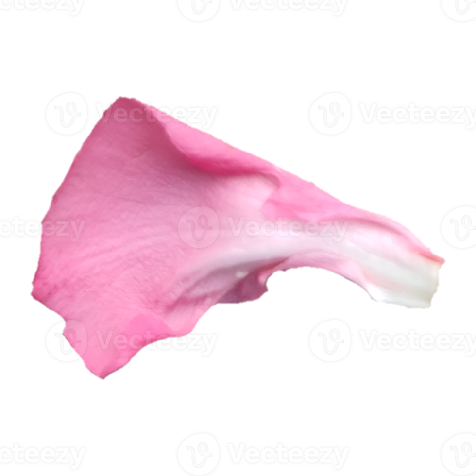 Pink flower petals png