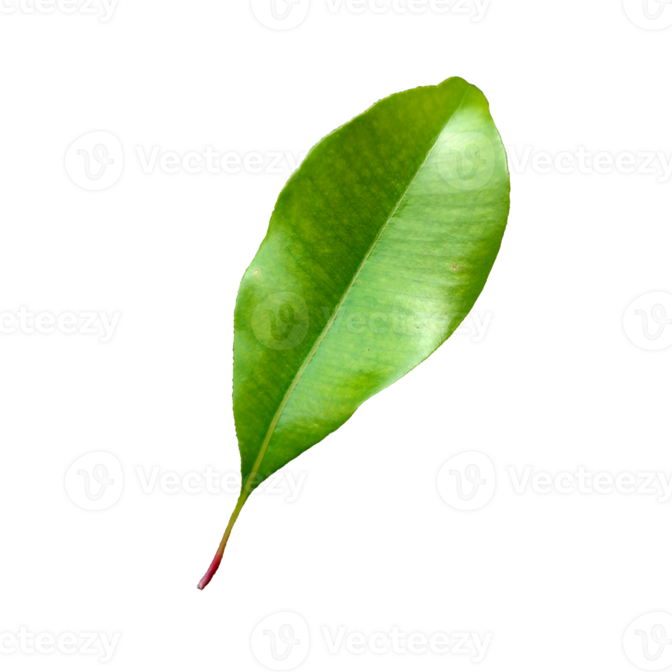 Green Leaf elements without background png