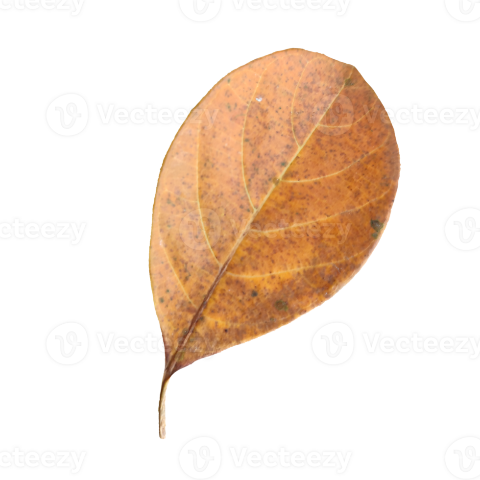 Old Leaf elements transparent background png