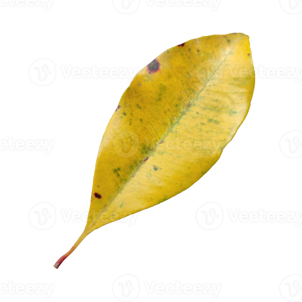Old Leaf elements transparent background png