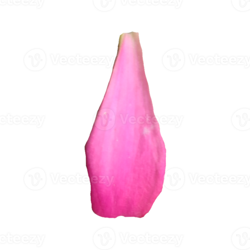 Pink flower petals png